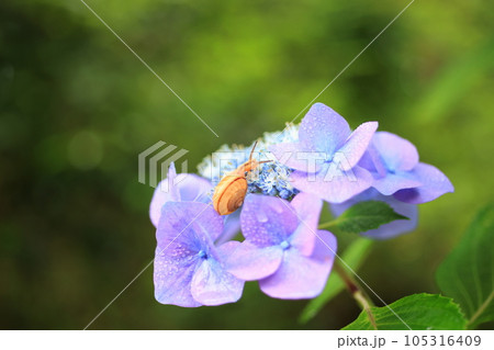 かたつむり2985 105316409