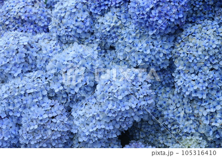 あじさい2697 105316410