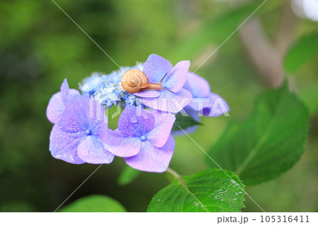 かたつむり2991 105316411