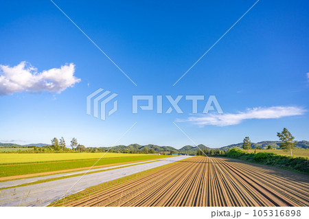 北海道　夏の畑　グラデーション 105316898