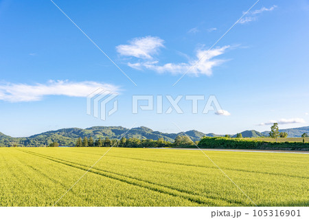北海道 夏の畑 麦畑 北海道 夏の畑 麦畑 105316901