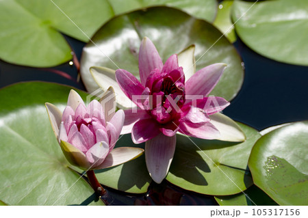 水面に浮かぶ蓮の花 水面に浮かぶ蓮の花 105317156