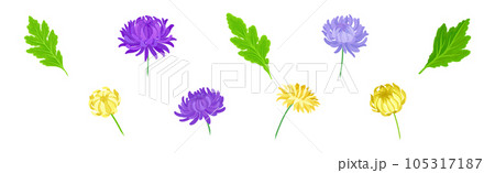 Purple and Yellow Chrysanthemums with Green Leaves Vector Set 105317187