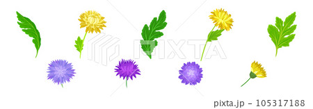 Purple and Yellow Chrysanthemums with Green Leaves Vector Set 105317188
