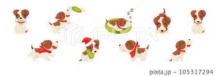 Jack Russell Terrier with Collar in Different Action Vector Set Jack Russell Terrier with Collar in Different Action Vector Set 105317294
