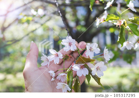 Cherry blossom petals on branches with green leaves in hand Cherry blossom petals on branches with green leaves in hand 105317295