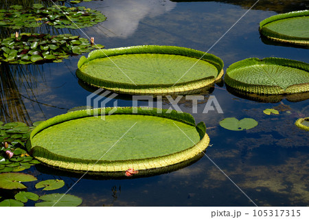 オオオニバスの葉 105317315