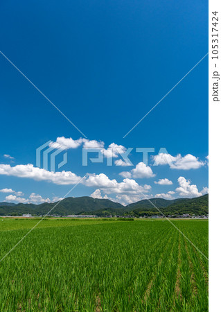 夏の雲と田園風景イメージ(岡山県瀬戸内市) 夏の雲と田園風景イメージ(岡山県瀬戸内市) 105317424