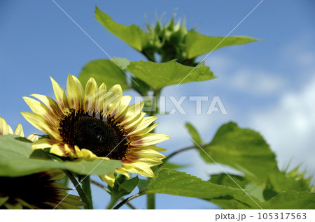 いつか見たひまわり畑 105317563