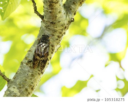 桜の木にとまるアブラゼミ 桜の木にとまるアブラゼミ 105318275