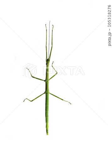 白バックのエダナナフシ 105318276