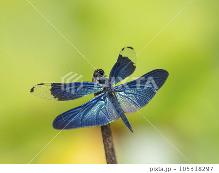 池の枯れ草にとまっているオスのチョウトンボ 105318297