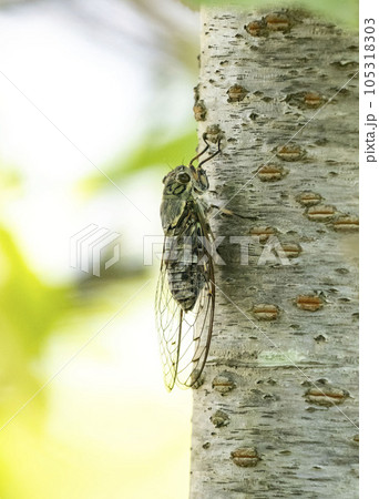 桜の木にとまるオスのツクツクボウシ 桜の木にとまるオスのツクツクボウシ 105318303