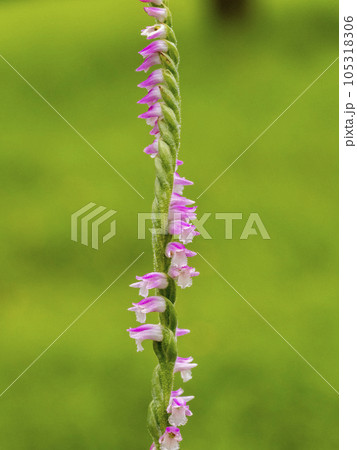 草原に咲くネジバナの花 草原に咲くネジバナの花 105318306