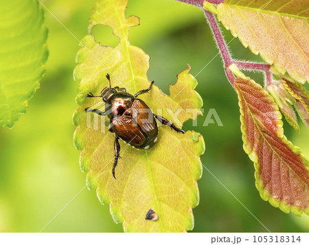 葉の上にいるマメコガネ 葉の上にいるマメコガネ 105318314