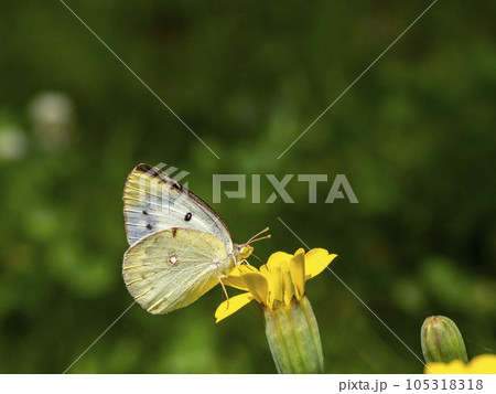 マリーゴールドの花にいるモンキチョウ 105318318