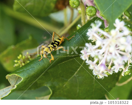 葉の上にいるヨツスジトラカミキリ 105318322