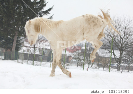 Nice pony running in winter 105318393