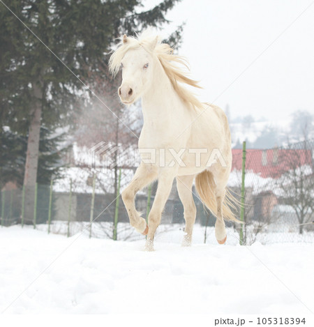 Nice pony running in winter Nice pony running in winter 105318394