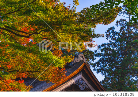 【中国三十三観音霊場】第二十八番　清水寺　紅葉と根本堂の屋根1　島根県安来市 105318509