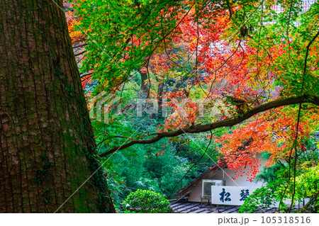【中国三十三観音霊場】第二十八番　清水寺　参道の紅葉3　島根県安来市 105318516