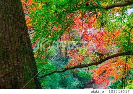 【中国三十三観音霊場】第二十八番 清水寺 参道の紅葉4 島根県安来市 【中国三十三観音霊場】第二十八番 清水寺 参道の紅葉4 島根県安来市 105318517