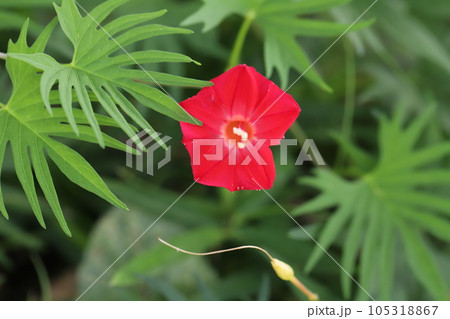 初夏の庭に咲く赤いハゴロモルコウソウの花 105318867