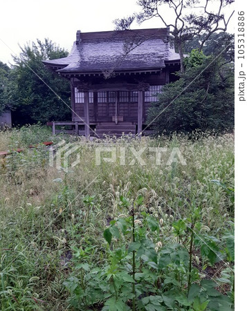 神社　草の生い茂った場所　草木　建物　日本 105318886