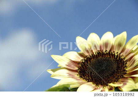 いつか見たひまわり畑 いつか見たひまわり畑 105318992