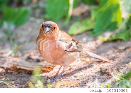 Common chaffinch, Fringilla coelebs, sits on the ground in spring. Common chaffinch in wildlife. 105319368