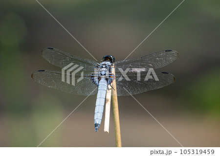 公園の池に生息するシオカラトンボ 105319459