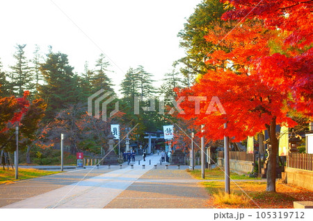 松が岬公園　紅葉　黄葉 105319712