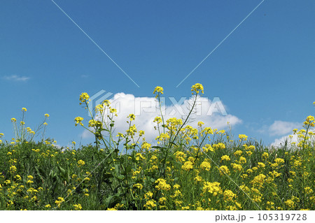 土手に咲く菜の花 土手に咲く菜の花 105319728