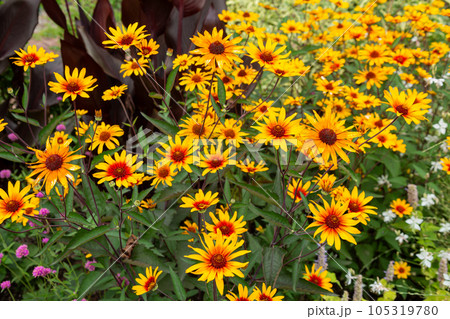 夏の暑さに負けないで咲くヘリオプシスの花 夏の暑さに負けないで咲くヘリオプシスの花 105319780