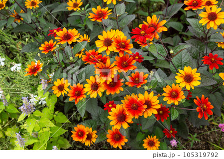 ガーデンで咲く鮮やかなヘリオプシス ブリーディングハート 105319792