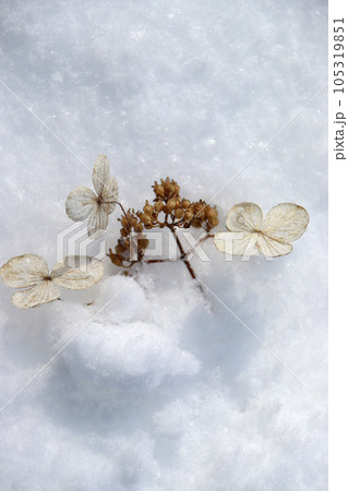 雪と花 105319851