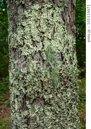 八ヶ岳高原のカラマツに寄生する地衣類 105319971