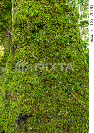 高原のシラビソの樹皮に寄生した苔 高原のシラビソの樹皮に寄生した苔 105320193