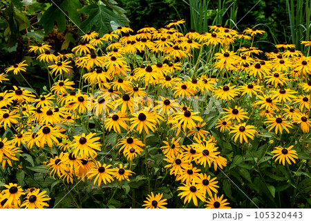 夏のガーデンで咲くルドベキア ゴールドスラム 夏のガーデンで咲くルドベキア ゴールドスラム 105320443