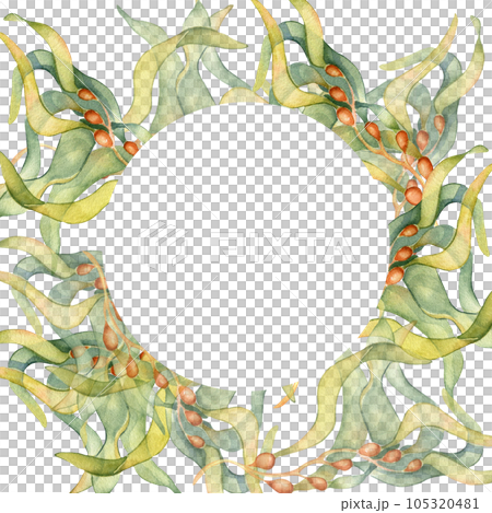 Frame of colorful sea plants watercolor illustration isolated on white. Laminaria, kelp, herb seaweeds hand drawn. Design for label, frame, invitation, packaging, wrapping, marine collection Frame of colorful sea plants watercolor illustration isolated on white. Laminaria, kelp, herb seaweeds hand drawn. Design for label, frame, invitation, packaging, wrapping, marine collection 105320481