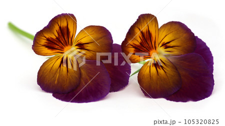 Viola flowe Viola flowe 105320825