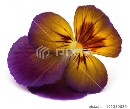 Viola flowe 105320826