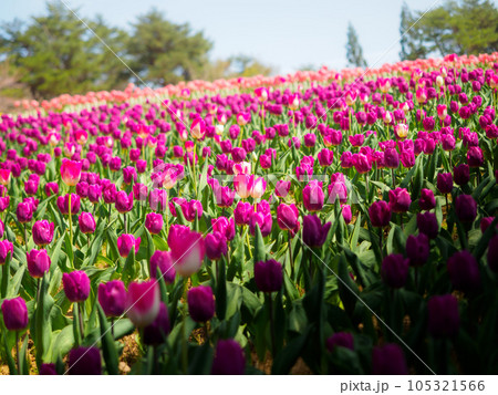 紫のチューリップガーデン 105321566