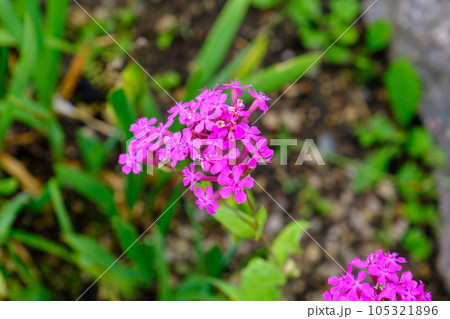 Sweet William Catchfly, a cluster of flowers of Silene armeria that blooms with many crimson pink flowers. Beautiful tiny flowers Sweet William Catchfly, a cluster of flowers of Silene armeria that blooms with many crimson pink flowers. Beautiful tiny flowers 105321896