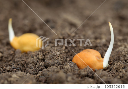 Chick-pea seedling in fertile soil 105322016