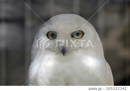 シロフクロウ 105322142