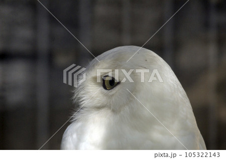 シロフクロウ 105322143