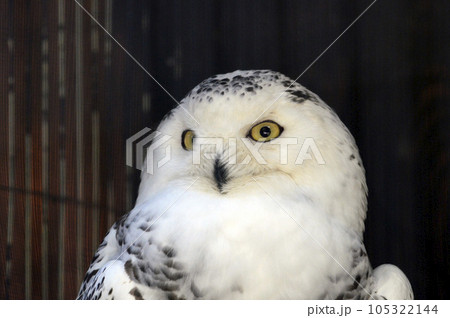 シロフクロウ 105322144