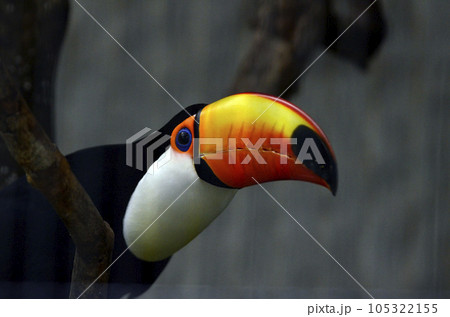 オニオオハシ 105322155