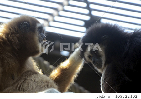 シロテテナガザル 105322192